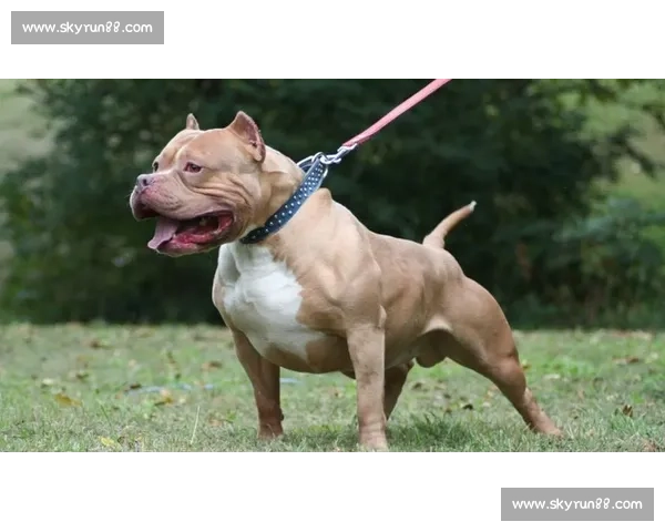 震撼比特犬比赛视频全纪录力量速度与训练极限对决实战策略解析